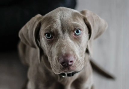 SOS stress da rientro per il cane: ecco cosa fare